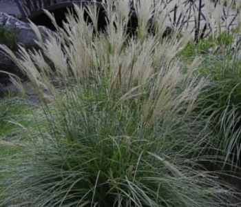 Мискантус китайский Adagio