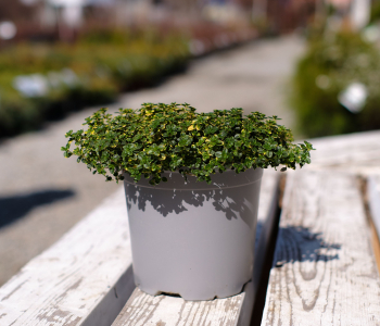 Тимьян лимоннопахнущий Doone Valley