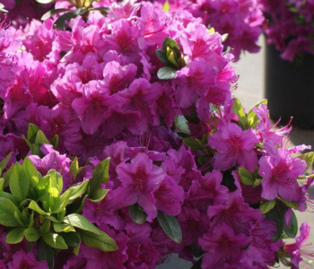 Рододендрон японский Konigstein