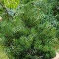 Сосна горная Caravanek