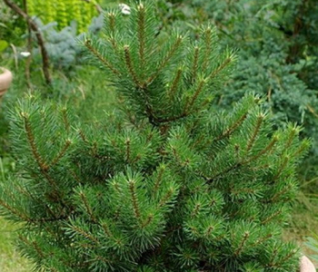 Сосна горная Caravanek