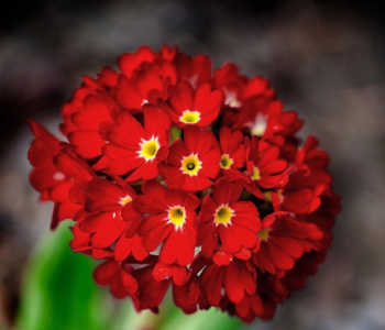Примула мелкозубчатая Red