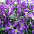 Клематис крупноцветковый Jackmanii Purpurea