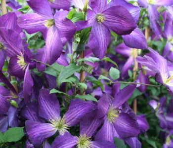 Клематис крупноцветковый Jackmanii Purpurea