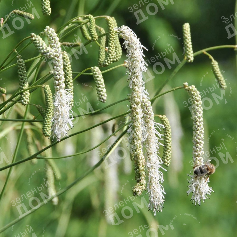 Кровохлебка Тонколистная Альба фото 19