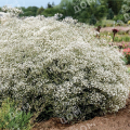 Гипсофила метельчатая