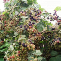 Ежевика Raspberry Agawam