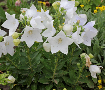 Платикодон крупноцветковый Astra White