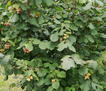 Лещина обыкновенная Ивантеевский Конфетный