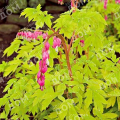 Дицентра великолепная Spring Gold