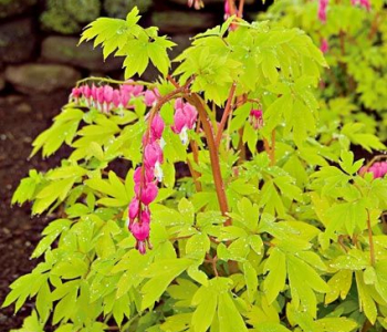 Дицентра великолепная Spring Gold