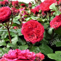 Роза флорибунда Red Leonardo da Vinci (Meilland)