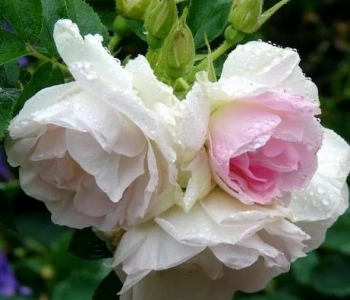 Роза морщинистая Polareis