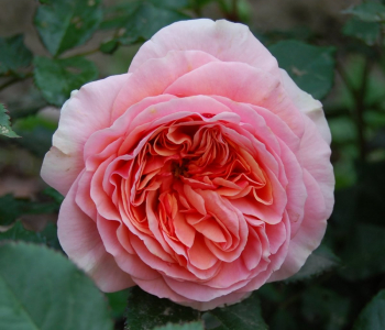 Роза чайно-гибридная Chippendale (TANTAU)