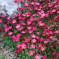 Камнеломка Арендса Carpet Pink