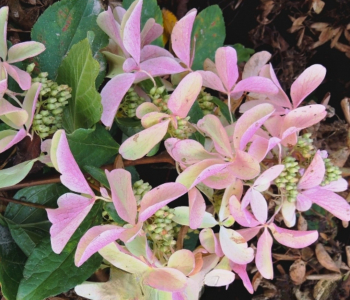 Гортензия метельчатая Star Rose