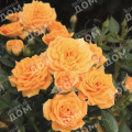 Роза миниатюрная Apricot Clementine