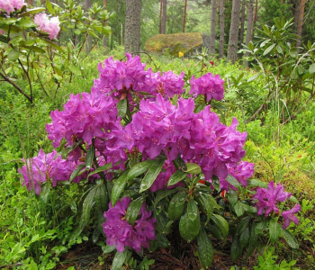Рододендрон гибридный Royal Lilac