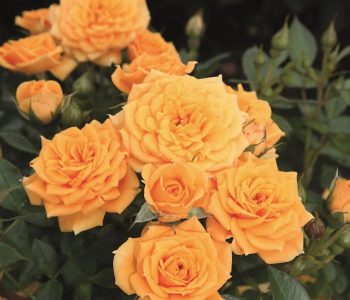 Роза миниатюрная Apricot Clementine