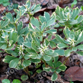 Пахизандра верхушечная Variegata