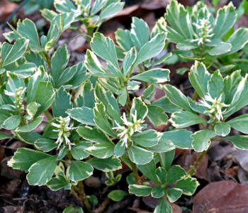 Пахизандра верхушечная Variegata