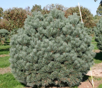 Сосна обыкновенная Watereri 