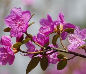 Рододендрон Ледебура (даурский)