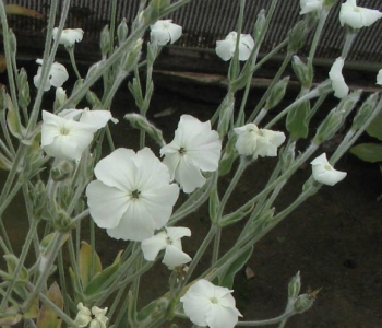 Лихнис корончатый Alba