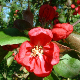 Яблоня Veitch’s Scarlet