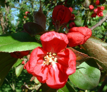 Яблоня Veitch’s Scarlet