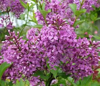 Сирень китайская Saugeana