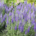 Вероника колосистая Blauteppich