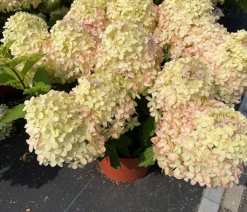 Гортензия метельчатая XS-Light