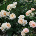 Роза флорибунда Lions Rose (Kordes)