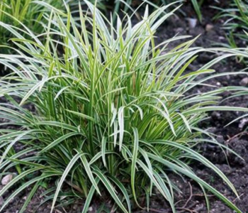 Осока Морроy Ice Dance