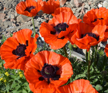 Мак восточный Brilliant