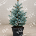 Ель колючая Majestic Blue