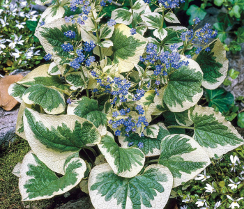 Бруннера крупнолистная Variegata