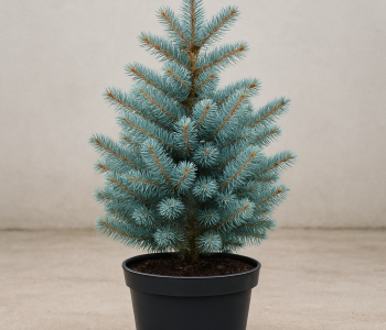 Ель колючая Majestic Blue