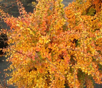 Барбарис Тунберга Golden Nugget