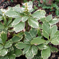 Пахизандра верхушечная Variegata