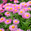 Мелколепестник красивый Pink Jewel