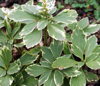 Пахизандра верхушечная Variegata