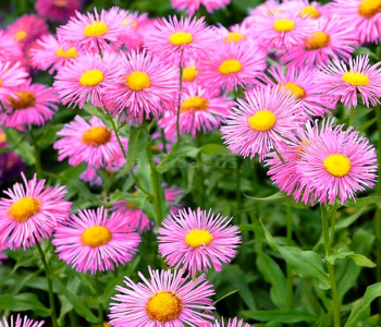 Мелколепестник красивый Pink Jewel
