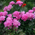 Пион молочноцветковый Edulis Superba