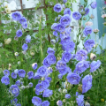 Колокольчик персиколистный La Belle Blue