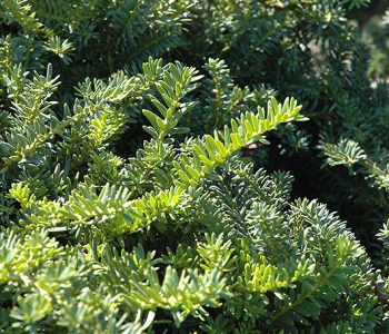 Тис средний Emerald Spreader