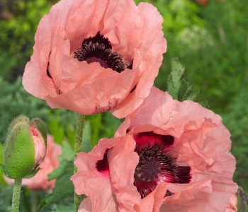 Мак восточный Prinzessin Viktoria Luise