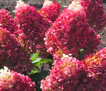 Гортензия метельчатая Red Velvet