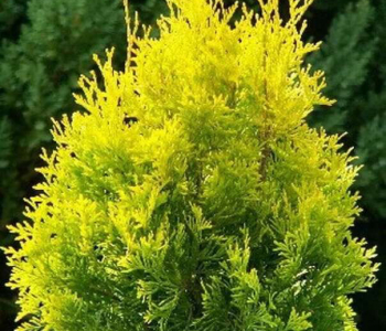 Туя западная Salland